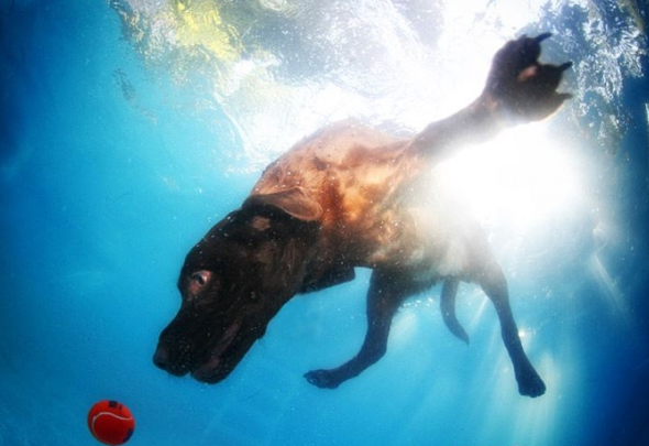 Köpeklerin su altı halleri 14