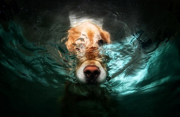 Köpeklerin su altı halleri 15