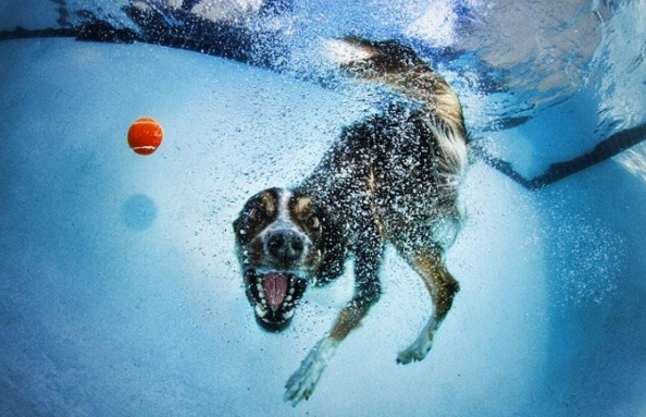 Köpeklerin su altı halleri 20