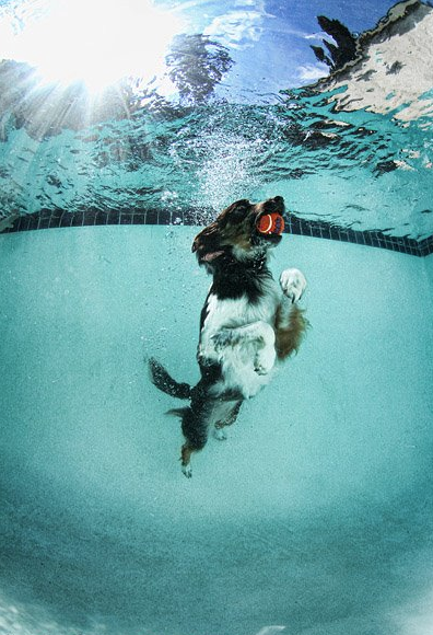 Köpeklerin su altı halleri 21