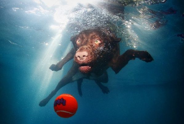 Köpeklerin su altı halleri 3