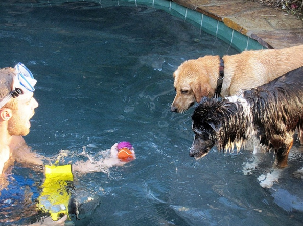Köpeklerin su altı halleri 35