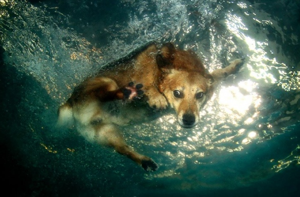 Köpeklerin su altı halleri 36
