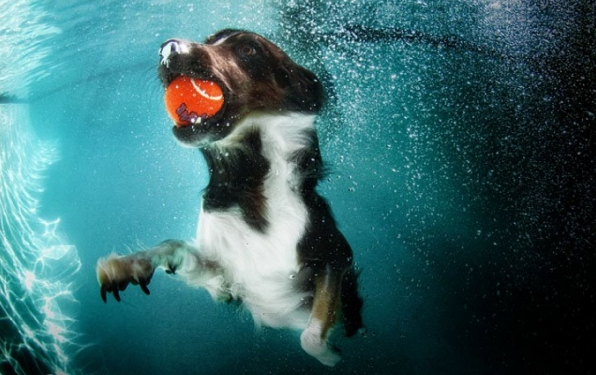 Köpeklerin su altı halleri 38