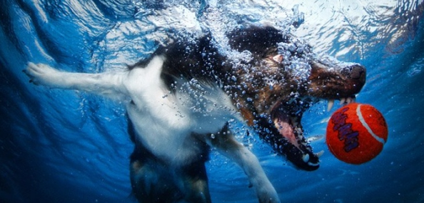 Köpeklerin su altı halleri 40