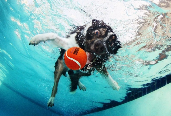 Köpeklerin su altı halleri 9