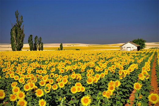 Bakmaya doyamayacağınız fotoğraflar 20