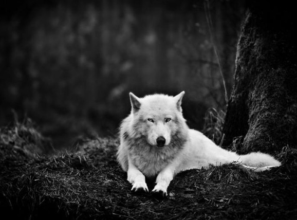 Şubat ayının en iyi fotoğrafları 21