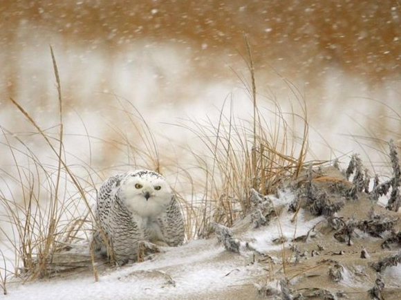 Şubat ayının en iyi fotoğrafları 22