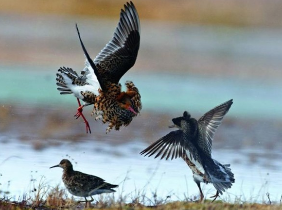 Şubat ayının en iyi fotoğrafları 8