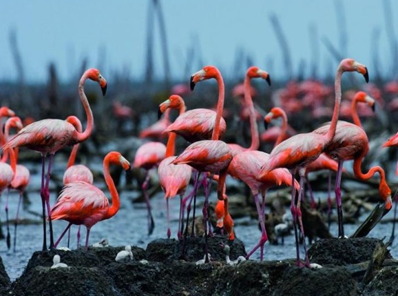 Şubat ayının en iyi fotoğrafları 9
