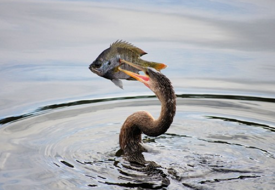 Dünyayı sallayan 50 fotoğraf 25