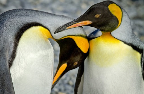 Dünyayı sallayan 50 fotoğraf 26