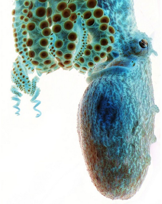 Dünyayı sallayan 50 fotoğraf 4