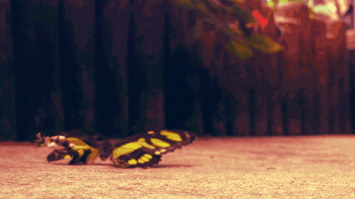 Bu fotoğraflar canlı! 24