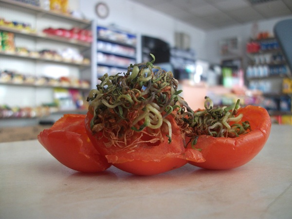 Bu nasıl bir domates?