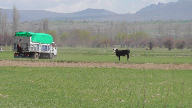 Tarlalarda boğa kovalamacası 1