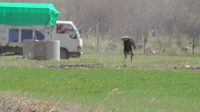 Tarlalarda boğa kovalamacası 2
