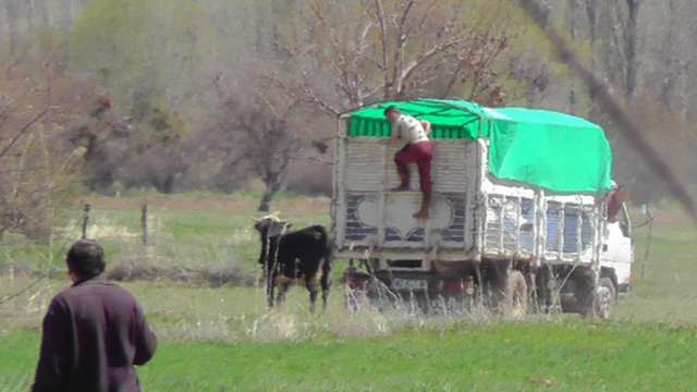 Tarlalarda boğa kovalamacası 3