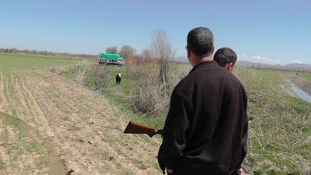 Tarlalarda boğa kovalamacası 4