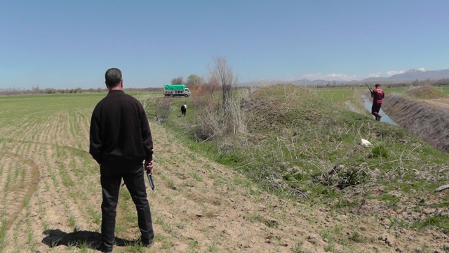 Tarlalarda boğa kovalamacası 5