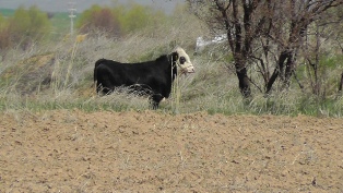 Tarlalarda boğa kovalamacası