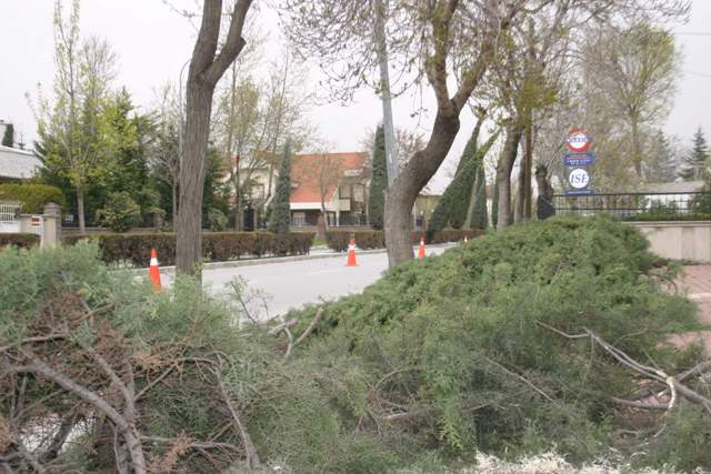 Konyada ağaçlar kırıldı 
