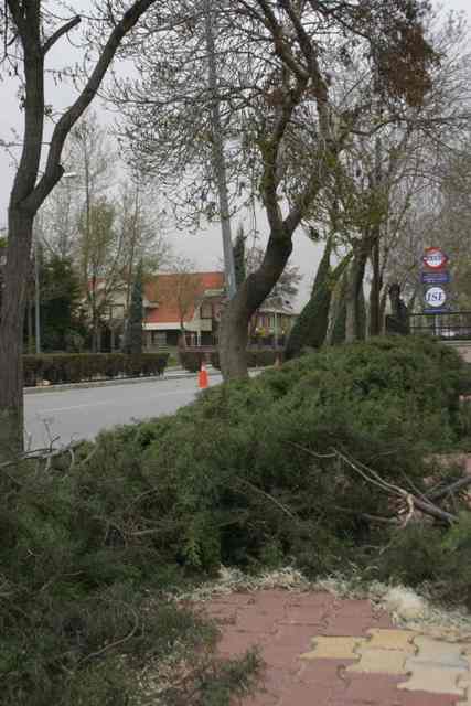 Konyada ağaçlar kırıldı 