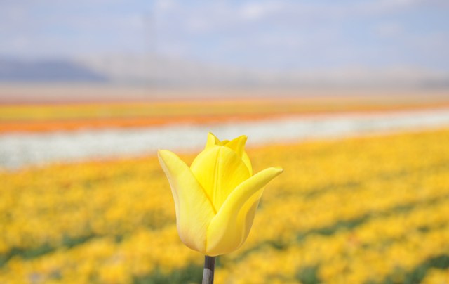 50 farklı renkte 50 milyon lale