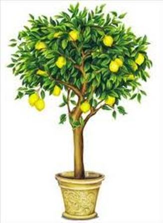 Limonun faydaları 2