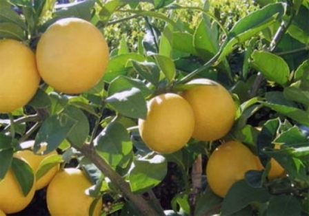 Limonun faydaları 27