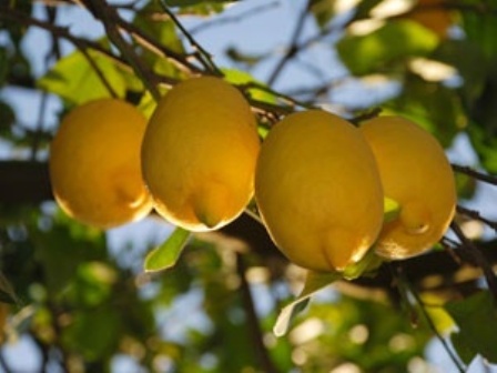 Limonun faydaları 3