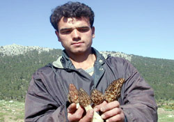 Kuzugöbeğinde hasat başladı