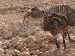 Hakkari'de roket yüklü katır bulundu