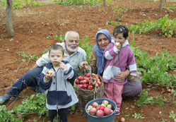 Nerede o kokulu söğüt elması