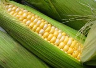 Dane mısır buğdaya rakip oldu