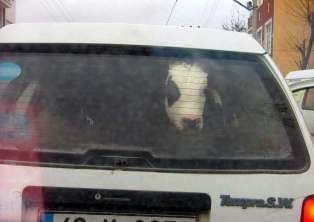 Küçük buzağının bagajda yolculuğu