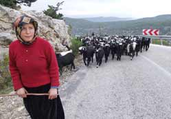 Sarı Keçili Yörükleri göçe başladı