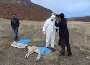 Seydişehir'de kuduz karantinası