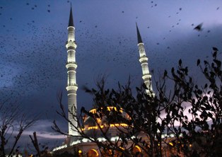 Aç kalan sığırcıklar Konya'ya akın etti