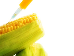 Eker'den önemli GDO açıklaması