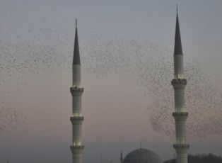 Gökyüzünde kuşların görsel şöleni