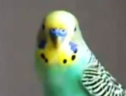 Bu kuş Erdoğan ve AK Parti aşığı!