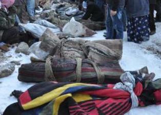 Uludere faciası predatör hatası mı