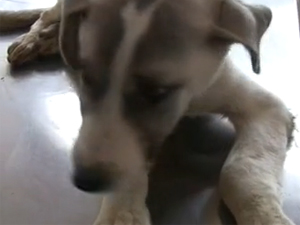Köpeği dövüp 4 metrelik çukura atmışlar