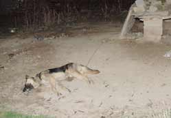 Güvercin hırsızları köpeği zehirledi
