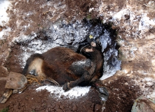 Seydişehir'de kuduz vakası