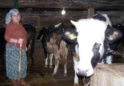 Ahırda kameralı takip