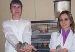 Aydoğanlar MYO’dan civciv üret