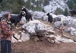 Keçi yetiştiriciliği tarih oluyor